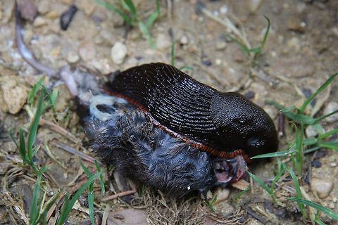 Snail of prey I did not know snails also were carion eaters.

My wife spotted a dead mouse with a snail on it. 
Actually two snails, one visible in another shot I took. They both strip the mouse at a very gentle pace. 
All the time I was thinking snails were nice leaf eaters:) Arion ater,Black slug,France,Geotagged