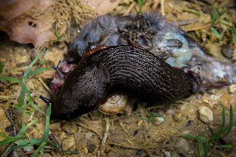 Slugs of luck Part two of the carion eaters. 
Notice the little snail shield on the ground? Not part of the naked slug it is yet another one eating the dead.  Two snails feast on a mouse that has met its creator.  Arion ater,Black slug,France,Geotagged