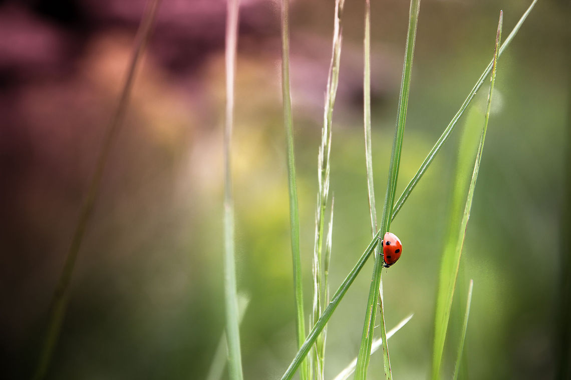 Lady in red Her paper wings closing as she landed on me,<br />
I held her up loosely for others to see.<br />
The wind picked up and started to blow,<br />
and I knew Lady Luck would soon have to go.<br />
So I cried; &quot;Lady Bug, Lady Bug, fly away home!&quot;<br />
She opened her wings and left me standing alone. 7-spot Ladybird,Coccinella septempunctata,France,Geotagged,Ladybird,Ladybug