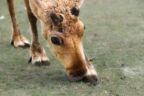 Waiting for Santa In a small herd it was searching for a good spot to eat. 
The grass was dull and sandy, so it kept searching.. France,Geotagged,Rangifer tarandus,Reindeer