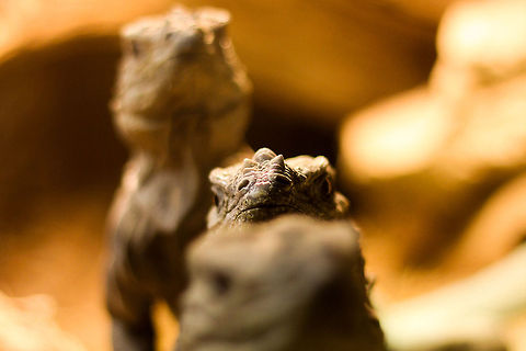 Wholy trinity This picture actually reminds me of the three stooges. 
These three were enjoying their happy meal 
and climbing each others back. 
Only one of the three actually walked, the rest enjoying the lift.. Cyclura cornuta,Geotagged,Rhinoceros Iguana (Cyclura cornuta),The Netherlands