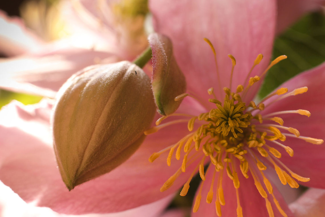 Fragrant spring How I love our spring:<br />
The bold and sleeker feel I get,<br />
An inner glow, a ring!<br />
I've paid the winter's chilly debt, so<br />
Now upon the wing!  Clematis montana,Geotagged,The Netherlands,cllematis montana,fragrant spring,macro,soligor 12mm