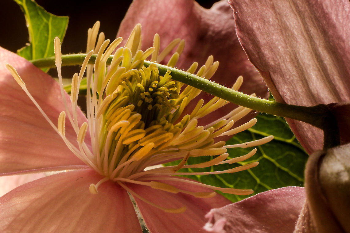 Landingstrip provided This clematis is ready for it, <br />
its golden fingers pointing towards the skies. <br />
Even a hardened landing strip has been provided.<br />
Spring and pollination entangled.  Anemone Clematis,Clematis montana,Geotagged,The Netherlands