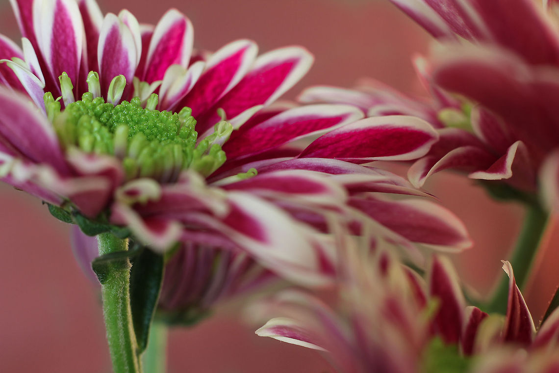 Red like rubies Of unknown species I am<br />
A chrysantium in red<br />
Does thou know my name<br />
myself forever in your debt. Chrysanthemum,Geotagged,The Netherlands,macro,red,soligor 12mm,white