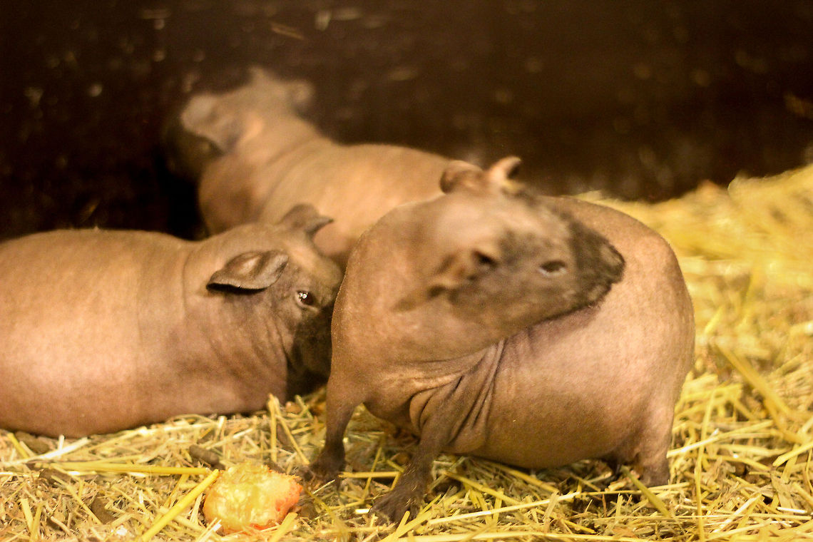 The Naked Truth If I weren't so bare,<br />
I would have had hair<br />
But it's not my way<br />
So bold as rock I'll absolutely stay.<br />
<br />
A breed of hairless guinea pigs (actually originating from Peru, not from Guinea, the species that is).<br />
Thanks FraJH and GGlaeser for helping me ID it.  Cavia porcellus,Geotagged,Guinea pig,The Netherlands,guinea pig,hairless,naked,peewee,playground