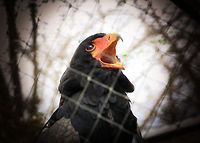 Cry Freedom "<br />
I just expect to be treated like you expect to be treated. <br />
Come on, what are you so afraid of? <br />
Once you try you see there's nothing to fear.<br />
"<br />
<br />
(quoted from the movie Cry Freedom, narated by Steve Biko)<br />
<br />
A sad cry for freedom, though taken care of with love, still enslaved for life. That's the truth of the dutch jungles, yet our money also preserves species, forests, life. A positive circle, perhaps balancing the other one. Besides that seeing this makes me so glad I am a paying member of a number of animal (and human) aid instances. Maybe not to save this beautiful one, yet save many others.  Bateleur,Geotagged,Terathopius ecaudatus,The Netherlands