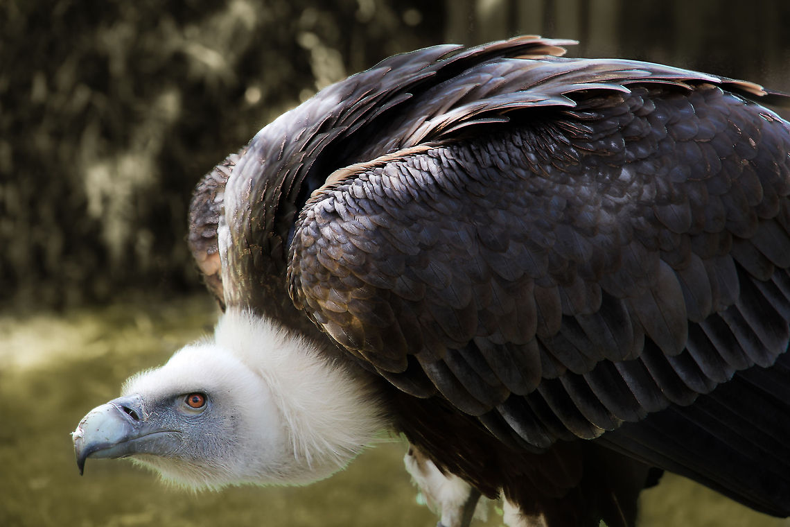Are you that lucky, Luke? Darkness, always. <br />
Greyness and drizzle of one despondent dawn. <br />
Waiting. <br />
For you? Geotagged,Griffon Vulture,Gyps fulvus,The Netherlands