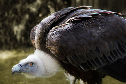 Are you that lucky, Luke? Darkness, always. 
Greyness and drizzle of one despondent dawn. 
Waiting. 
For you? Geotagged,Griffon Vulture,Gyps fulvus,The Netherlands