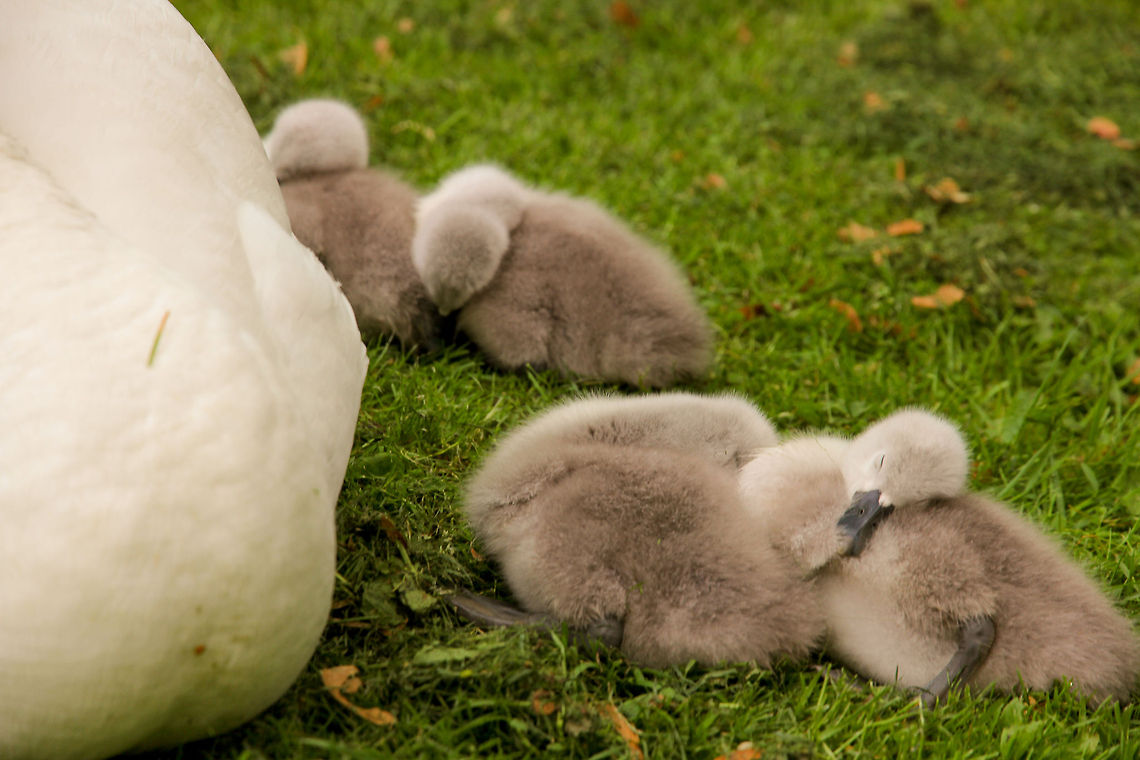 Fluffy strongholds A swan&#039;s newborm,<br />
Defended by a white justice,<br />
Growing up to be<br />
Just as strong. Cygnus olor,Geotagged,Mute Swan,The Netherlands