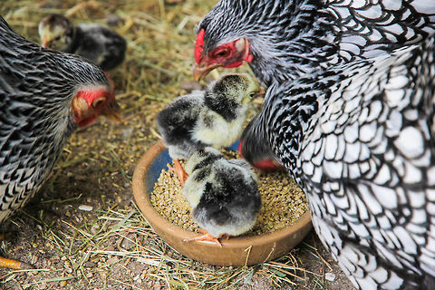 The pursuit of happyness These chicken littles are only a few days old. 
The one at  the back a day less experienced in earthly matters.

They get puppy food served with dried insects on top. They love it! As do their proud mums. 
I hope they like it in our garden.  Chicken,Domestic Chicken,Gallus gallus,Gallus gallus var. domesticus,Geotagged,The Netherlands,chicken,wyandotte