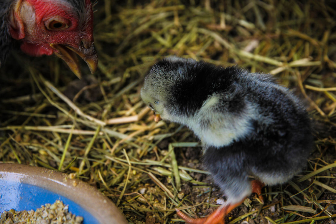 Yes mum... Sorry mum.. Even happyness needs a lesson sometimes. <br />
<br />
I think mum is giving one of those<br />
right at  this very moment.<br />
The little one looks away, <br />
guilty maybe,<br />
ashamed <br />
even though only a few days old. <br />
<br />
Won&#039;t do it again, mum. Chicken,Domestic Chicken,Gallus gallus,Gallus gallus var. domesticus,Geotagged,The Netherlands,chicken,wyandotte