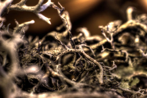 Lichen of the slowest pace [HDR] My first go at HDR: 3 pictures shot at 100ISO and long exposure times, plus and minus 2 EV, 13sec, 2.5sec,30sec). It's reindeer lichen, a very slow growing lichen eaten by mainly Reindeer/Caribou.

This lichen I found while hiking up in Norway with my wife. It is highly protected and it is absolutely forbidden to break off. This loose piece photographed here I found on the ground in a swamp, it was partially eaten. I did not have to break it off, only pick it up, so I was kinda in the clear. 
I did not know the reason for it having such a protected state. Years later I read about their very very slow growth rate. 
Reindeer lichen is slow growing (only 3–5 mm per year) and may take decades to return once overgrazed, burned, trampled, or otherwise consumed. This piece is about 4cm in radius, so about 10 years old. I did not know that..

This piece is about 10 years in my possession now, residing in one of our book shelves. It is battered a bit, discoloured too. I'll have to make due.  Cladonia rangiferina,Geotagged,HDR,Norway,macro,reindeer lichen,soligor 36mm