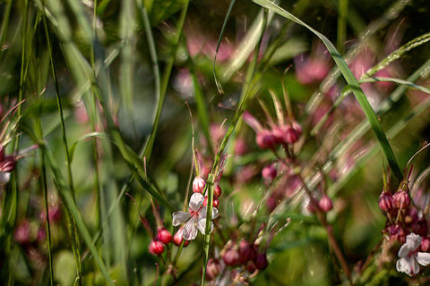 Red like in rubies, good for cures [HDR] Gaze into my facets
Gleaming in the light
Reflecting to the world
My Goodness at its height

(part of a poem by Michele Young)

This 20-50cm plant originates from high altitude mountains like the Alps and the Balkan mountain ranges and normally flower on rocky grounds rich in chalk. The flowers are used by pharmaceuticals to produce medicinal aromatic essential oil called Zdravec oil (of Bulgarian invention).  
 These reside in our garden, which has lucious black earth full of natural nutrients and lots of water. Quite different, but these beautiful flowers like it in our garden. As do we. 

 Geotagged,Geranium macrorrhizum,HDR,The Netherlands