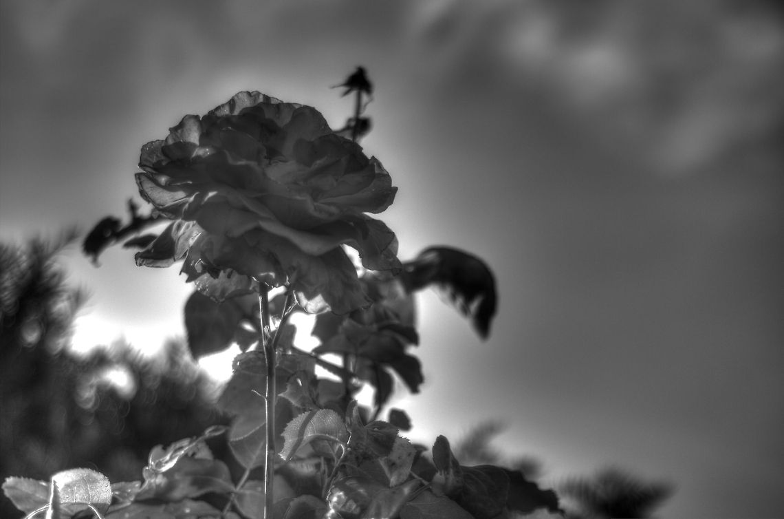 A black rose.. [HDR] The black rose<br />
<br />
It represents the beauty of despair, <br />
The grace of defeat, <br />
The feelings we all find hard to bear, <br />
The millions of people that have all loved and lost, <br />
All behind this flower that holds us aloft. Geotagged,HDR,The Netherlands,rose