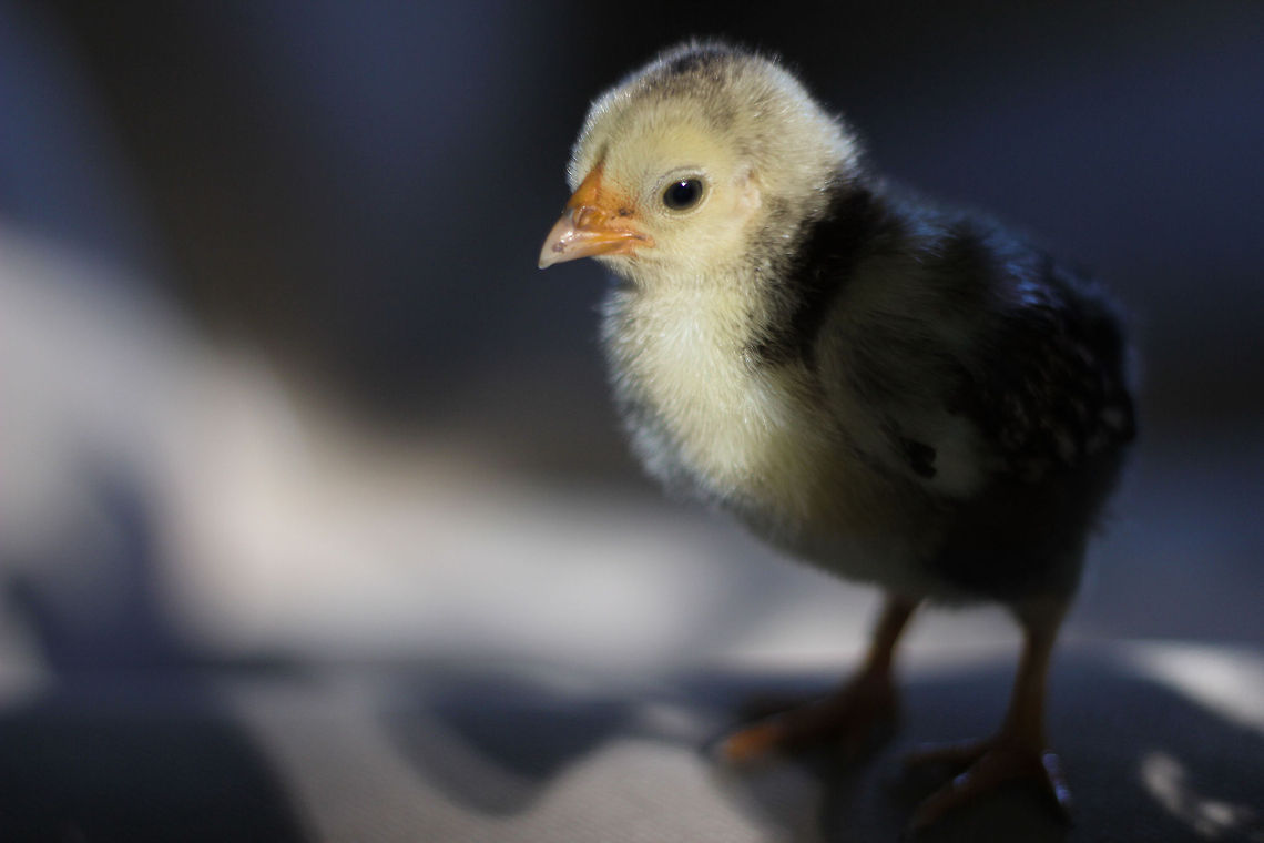 Chicken Little Wyandotte A few weeks old,<br />
orange beak and spotted feather,<br />
with proud and stable stance.<br />
Facing me her look is bold,<br />
telling me her food shall scatter.<br />
Thus will she make her dance.<br />
 Chicken,Domestic Chicken,Gallus gallus,Gallus gallus var. domesticus,Geotagged,The Netherlands,wyandotte