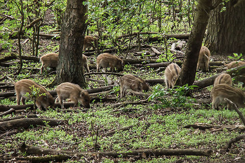 Little pig, little pig, what have you done? You messed up all my garden, and left me standing stunned.

It reminds me of another time, when I actually had to run from a couple of boars defending their cubs. An experience etched in my memories:) Geotagged,Germany,Sus scrofa,Wild boar