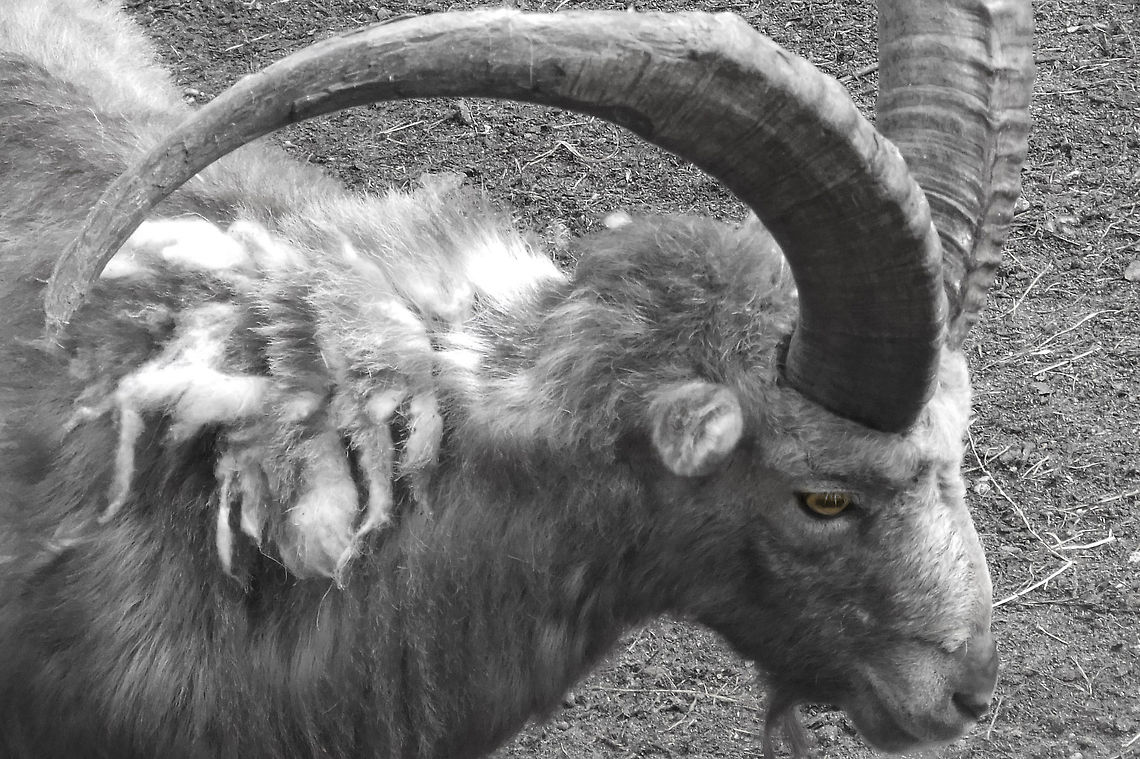 Saddening times.. Some of these creatures have such a sad look, a state of melancholy. I can imagine those horns growing on you.. Geotagged,Germany