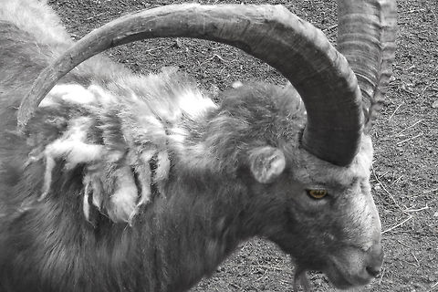 Saddening times.. Some of these creatures have such a sad look, a state of melancholy. I can imagine those horns growing on you.. Geotagged,Germany