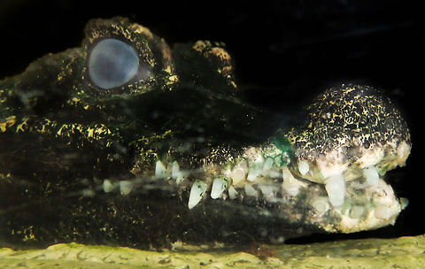 A crocodile at its worst, and yes he likes spinach A picture taken many years ago on a low-end camera through dirty plexiglass. 

I am not proud of the quality, but this croc scared the bejezus out of me then. 
 The mean bugger reflected a lot on the built-in flash and the glass did not help either. But what a sight those teeth are. I bet he likes green vegetables.. France,Geotagged