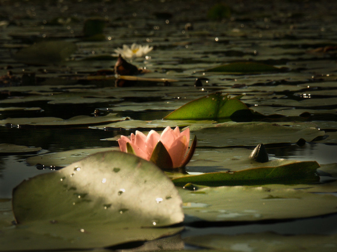Lily of Wildermere A cloudy sky,<br />
When I see this flower<br />
I wonder why. European white waterlily,Geotagged,Germany,Nymphaea alba