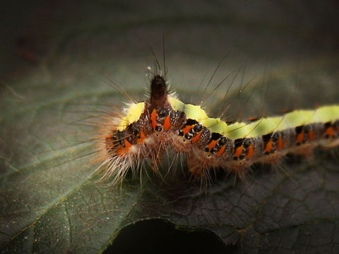 "The Very Hungry Caterpillar" &ldquo;On Saturday, he ate through one piece of chocolate cake, one ice-cream cone, one pickle, one slice of Swiss cheese, one slice of salami, one lollipop, one piece of cherry pie, one sausage, one cupcake, and one slice of watermelon.
That night he had a stomach ache.&rdquo; 

&ldquo;We have eyes, and we're looking at stuff all the time, all day long. And I just think that whatever our eyes touch should be beautiful, tasteful, appealing, and important." 
Quote of Eric Carle, author of the very book (in Dutch known as Rupsje nooitgenoeg'')

Folks, we know It is out there! Doesn't that sound just like Jungle Dragon? Acronicta psi,France,Geotagged,Grey Dagger