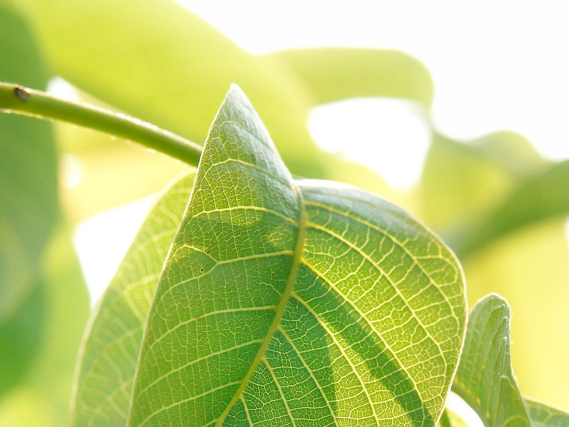 Nutty light of day Of all the leaves I like these the most. The magic leaves of the plain common walnut, or persian, or english if you like. I am lucky to have one in my garden, common or not. <br />
<br />
When the bright rays of day touch the leaves their little roads of live lit up, transparent, manyfold and a greenish white. Like the Wee folk, plain fairy magic.  Geotagged,Juglans regia,The Netherlands