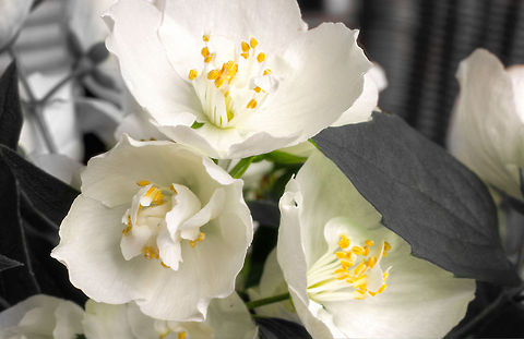 A farmer's sweet Jasmine [HDR] A farmer's Jasmine we call it here in the Netherlands. 

A shrub (in our case old enough to be reckoned tree-ish) so abundant in flowers this time (june) of year, its truly an amazing showcase. The subtle fragrant smell alone makes you want to read with a good glass of single malt. Hey, now that's an idea, I just might do that:..

(boerenjasmijn) Geotagged,HDR,Philadelphus coronarius,Sweet Mock-orange,The Netherlands,boerenjasmijn