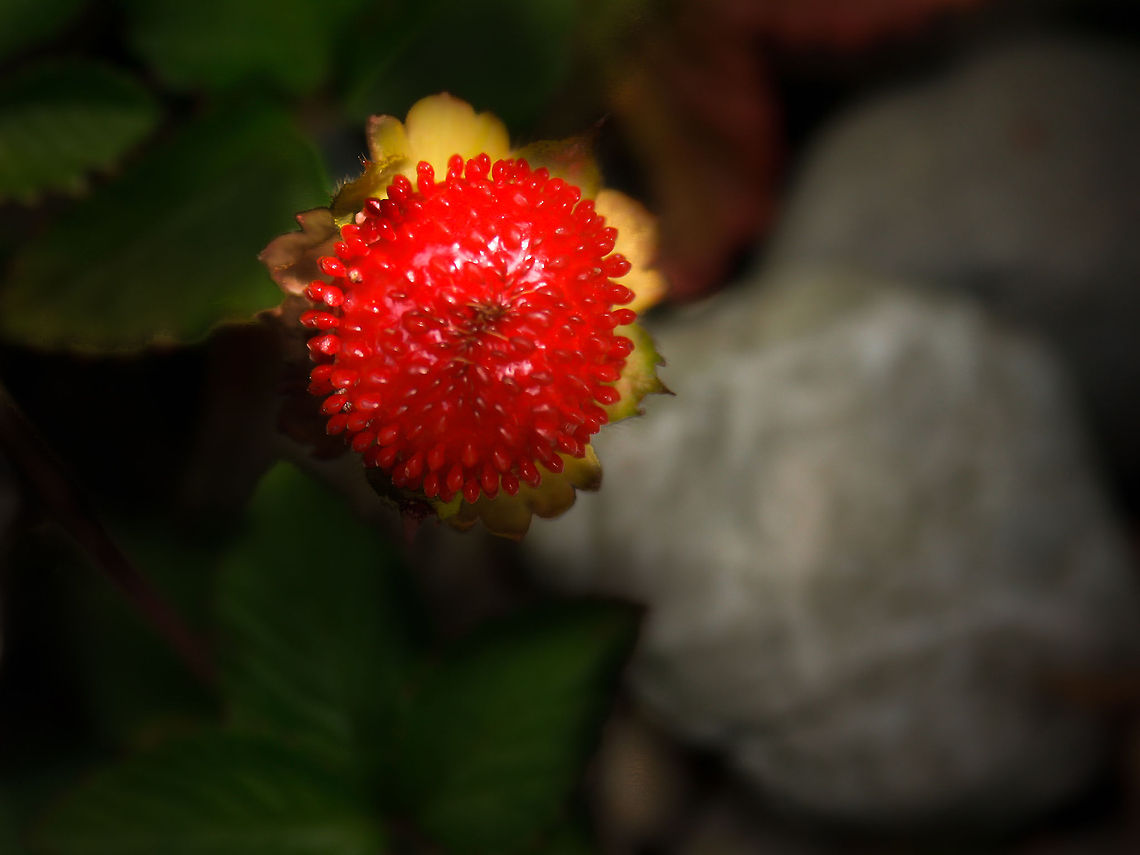 A stray berry from 2003 A singled out one, in a forest of strawberries of the wild kind. Growing through the rocky interspaces. Fragaria vesca,Geotagged,The Netherlands,Woodland strawberry