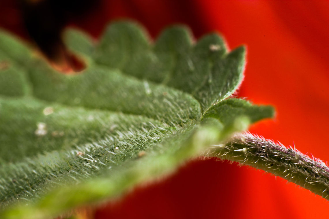 A hairdressers nightmare Not all hairs are soft to the touch.<br />
<br />
This nettle has no flowers yet, thus processes itchy amounts of histamine upon the slightest contact with these hollow hairs. <br />
<br />
When flowering the itching stops and you can risk rubbing the top side of the leaves with ease.  Geotagged,Stinging nettle,The Netherlands,Urtica dioica,macro,soligor 12mm,soligor 20mm,soligor 36mm