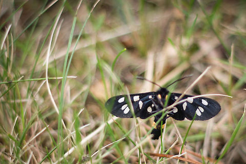 Right on (9) spot Number 9 is mainly a night-moth, also known to be active at daytime. 

Not the best shot, but I only had a few seconds as I was strawling through a patch of forest grass to meet my parents- in-law at their temporary  house to be.

In the Netherlands only two main geospots have been noticed where these moths survive and enjoy. This one was a stray, as no populace lives in the near vicinity.  Some 20 km distant one of the two populaces reside.

The normal residence of these moths in more in the central and south parts of europe. I was lucky? Amata phegea,Geotagged,Nine-spotted moth,The Netherlands
