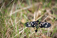 Right on (9) spot Number 9 is mainly a night-moth, also known to be active at daytime. <br />
<br />
Not the best shot, but I only had a few seconds as I was strawling through a patch of forest grass to meet my parents- in-law at their temporary  house to be.<br />
<br />
In the Netherlands only two main geospots have been noticed where these moths survive and enjoy. This one was a stray, as no populace lives in the near vicinity.  Some 20 km distant one of the two populaces reside.<br />
<br />
The normal residence of these moths in more in the central and south parts of europe. I was lucky? Amata phegea,Geotagged,Nine-spotted moth,The Netherlands