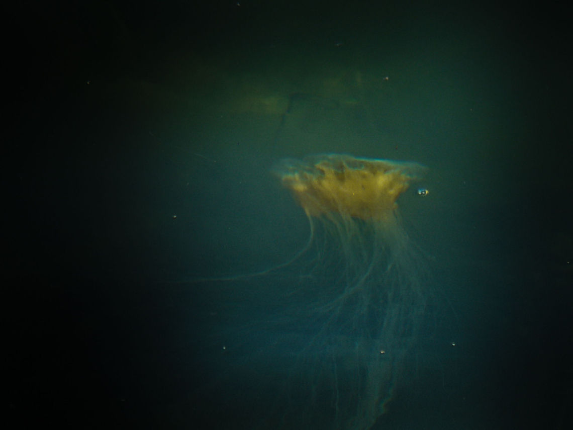 A Lion's tale in Viking land (largest jellyfish species known to man) This is still a &#039;small&#039; one. The biggest ever found was as wide as a door is high, as long as a decent garden!<br />
<br />
This yellow bugger was photographed at late dusk in Norway in 2004. Me and my wife were enjoying a late stroll when we noticed a smallish mooring at the edge of the fjord we were camped at. <br />
I saw something moving in the water, just below the surface, just a meter or two from where we stood. <br />
<br />
Quite a surprise! These jellyfish are the largest species in the world known to man, and it was huge, its tentacles a few meters long! Cyanea capillata,Geotagged,Lions mane jellyfish,Norway