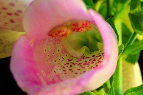 Foxglove's Deathly Pink (highly toxic) [HDR] This lovely pink summer foxglove is highly poisonous. The toxins in the smaller leaves can cure heart rithm disorders or.. start one when incorrectly used. Don't try that at home!

(Watch the movie Poisoned plants and scroll to 06:50 minutes, never knew that fact)

"Symptoms of Digitalis poisoning include a low pulse rate, nausea, vomiting, and uncoordinated contractions of different parts of the heart leading to cardiac arrest and finally death."

In the middle ages the foxglove was counted among the witches' toolset. And I really mean witches.

Wow, and it grows in many a garden:) Welcome to the pleasure dome! Common Foxglove,Digitalis purpurea,Geotagged,HDR,The Netherlands