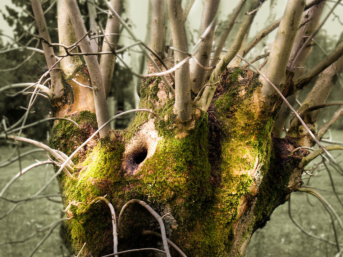 Willow at the waterfront A lonely knot,  bathing in the sunlight of dusk to come.<br />
In a while it will be naked again, <br />
man made baskets flowing<br />
from its stem to farmers going.<br />
 Geotagged,Germany,Salix alba,knotted,pollard,willow