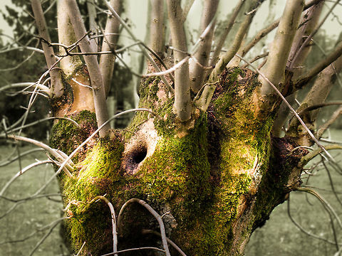 Willow at the waterfront A lonely knot,  bathing in the sunlight of dusk to come.
In a while it will be naked again, 
man made baskets flowing
from its stem to farmers going.
 Geotagged,Germany,Salix alba,knotted,pollard,willow