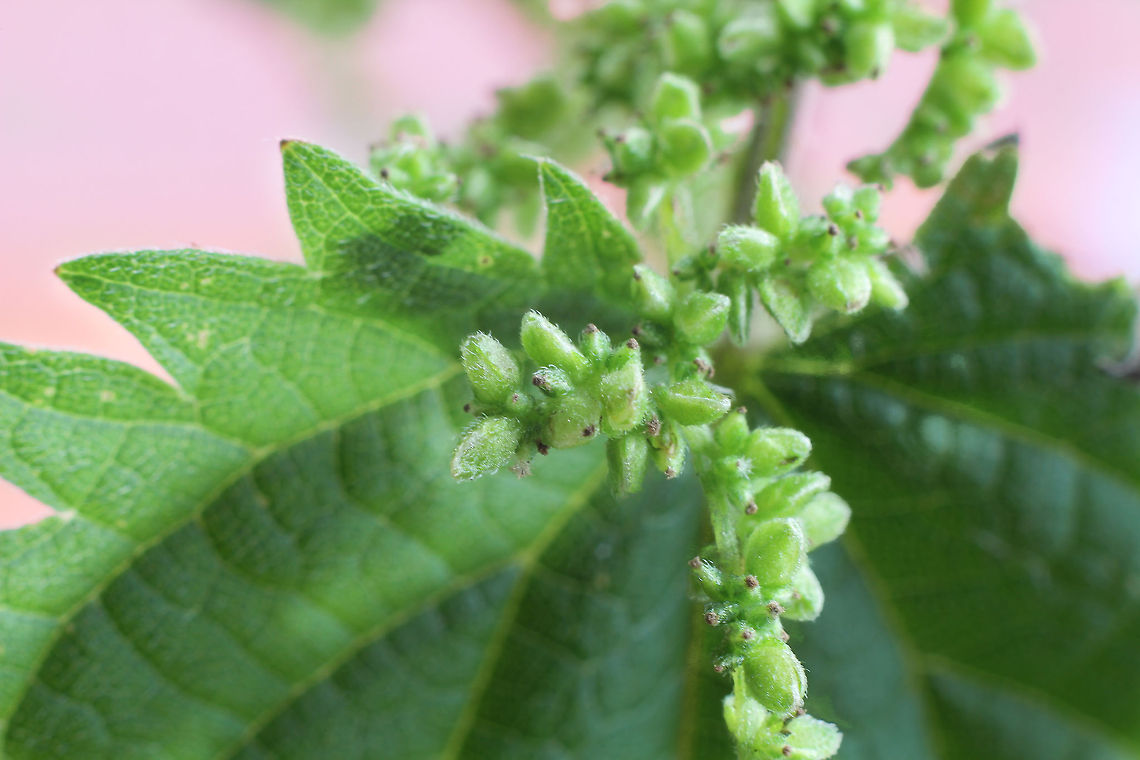 Sting no more! The common nettle. In can be quite an itchy experiment when accidently touching it. Ouch!<br />
<br />
But, hence, when the nettle bares flowers it will sting no more. You can safely touch every leaf, feel the hairs upon them. They sting no more. Geotagged,Stinging nettle,The Netherlands,Urtica dioica