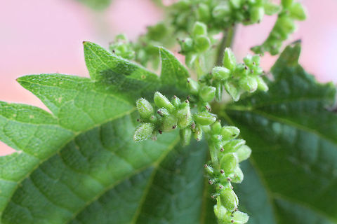 Sting no more! The common nettle. In can be quite an itchy experiment when accidently touching it. Ouch!

But, hence, when the nettle bares flowers it will sting no more. You can safely touch every leaf, feel the hairs upon them. They sting no more. Geotagged,Stinging nettle,The Netherlands,Urtica dioica