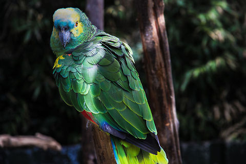 I... lost my memory, where am I? It must be living in the shades. I was just sitting there and pondering upon my species, and then suddenly.. Click.. Amazona aestiva,Blue-fronted Amazon,Geotagged,The Netherlands