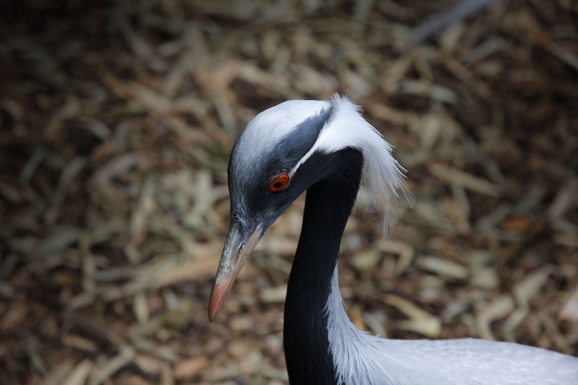 Ok, ok, focus, what was I doing? I bumped into a fence, and then, then what happened. Somebody walked by and ate a sandwich. No it was a Coke, or, or was it a milkshake. Hmm. Anthropoides virgo,Demoiselle Crane,Geotagged,The Netherlands