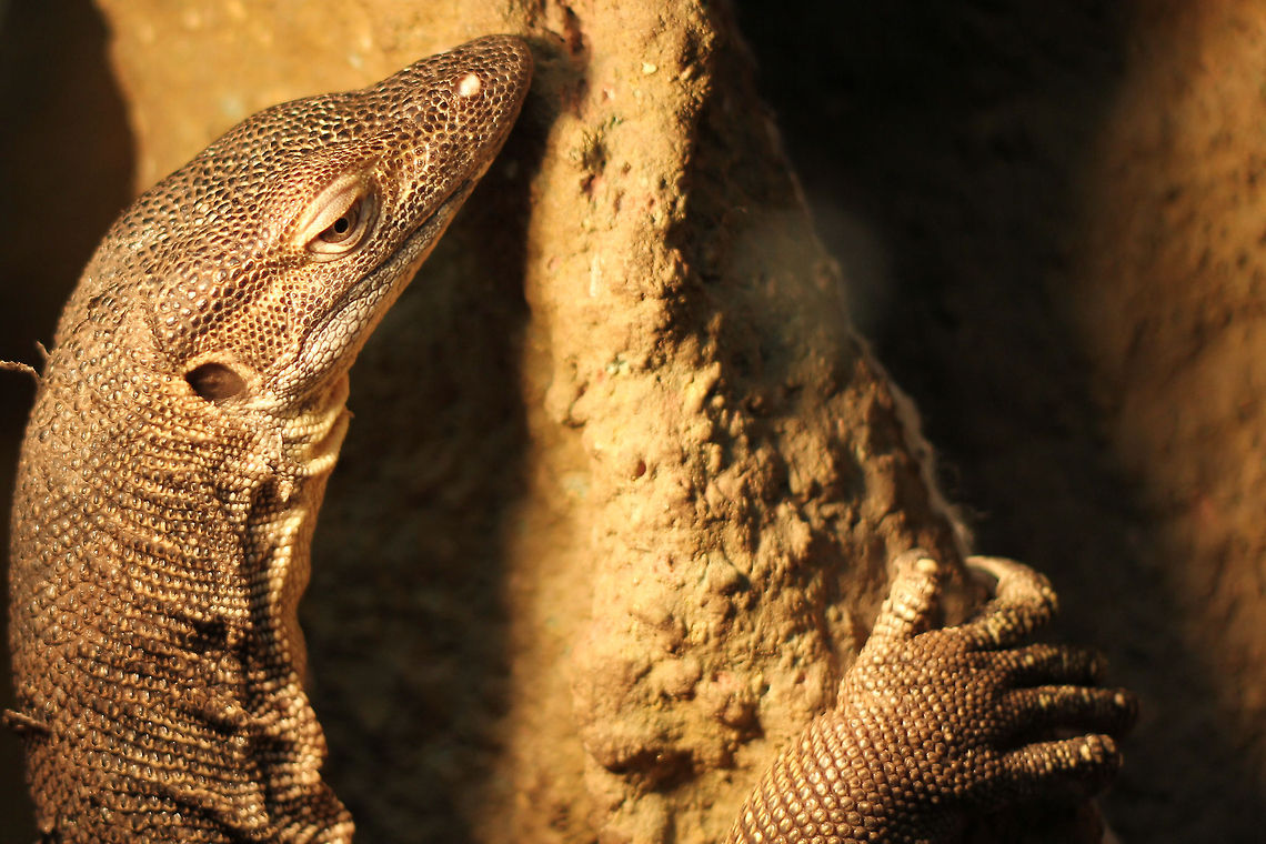 Bathing in the light, vertical joy This lizard can grow up to a length of 1.3 meters. That a big one! It is now enjoying a little bit of light, yet it is an Australian water lizard.  <br />
It likes small frogs and fish for breakfast, and maybe a bit of carrion later on the day. It is a fast swimmer and can submerge for a long time when feeling threatened.<br />
<br />
Its eggs take 200-300 days to hatch, depending on the temperature. Patience all over.. Geotagged,Mertens’ Water Monitor,The Netherlands,Varanus mertensi