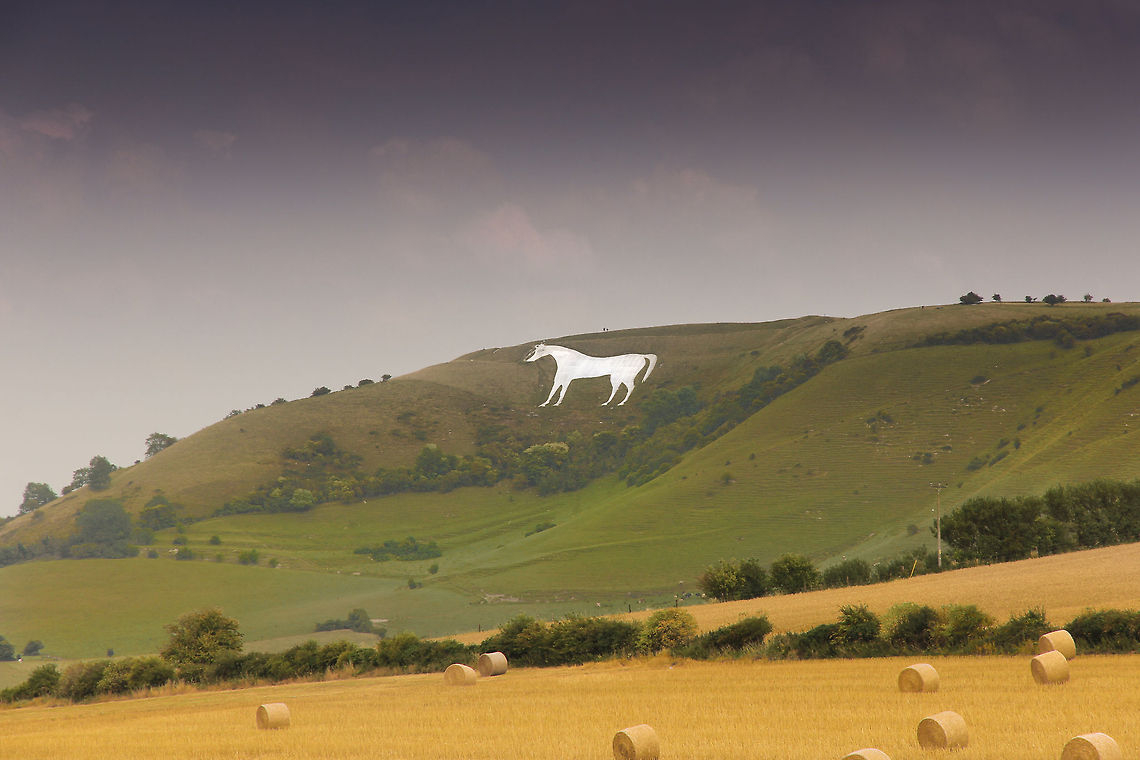 Wildest of horses Ode to the war horses. As if they wouldn&#039;t rather be somewhere else in times forlorn. But anyway, the biggest horse in England.<br />
<br />
Lying just below an Iron Age hill fort is the oldest of several white horses carved in Wiltshire. It is often claimed to commemorate King Alfred&#039;s victory at the Battle of E&eth;andun in 878.<br />
<br />
It is a sight in Devon, one horse of many more (7) in the surrounding neighborhoods.<br />
<br />
These horses are &#039;built&#039; from the white chalk that forms the hills. In ages long past the grass and humus was cut away to show the white profile you see now.  Domestic horse,Equus ferus caballus,Geotagged,United Kingdom
