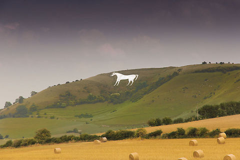 Wildest of horses Ode to the war horses. As if they wouldn't rather be somewhere else in times forlorn. But anyway, the biggest horse in England.

Lying just below an Iron Age hill fort is the oldest of several white horses carved in Wiltshire. It is often claimed to commemorate King Alfred's victory at the Battle of E&eth;andun in 878.

It is a sight in Devon, one horse of many more (7) in the surrounding neighborhoods.

These horses are 'built' from the white chalk that forms the hills. In ages long past the grass and humus was cut away to show the white profile you see now.  Domestic horse,Equus ferus caballus,Geotagged,United Kingdom