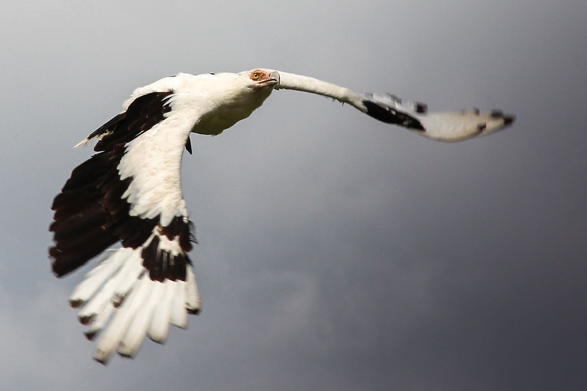 Nutty vulture This is the only member of the vulture family Gypohierax. The Palm-nut vulture is one of the rarest vultures in Africa. <br />
In flight, as you might already have guessed, it does not resemble a vulture at all, but is more like the mighty eagle.<br />
<br />
It is called the palm-nut vulture, because besides dead fish carion it really really likes the nuts of the palm tree. Funny thing that.  Beekse bergen,Geotagged,Gypohierax angolensis,Palm-nut Vulture,The Netherlands