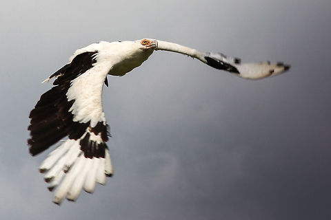 Nutty vulture This is the only member of the vulture family Gypohierax. The Palm-nut vulture is one of the rarest vultures in Africa. 
In flight, as you might already have guessed, it does not resemble a vulture at all, but is more like the mighty eagle.

It is called the palm-nut vulture, because besides dead fish carion it really really likes the nuts of the palm tree. Funny thing that.  Beekse bergen,Geotagged,Gypohierax angolensis,Palm-nut Vulture,The Netherlands