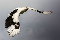 Nutty vulture This is the only member of the vulture family Gypohierax. The Palm-nut vulture is one of the rarest vultures in Africa. <br />
In flight, as you might already have guessed, it does not resemble a vulture at all, but is more like the mighty eagle.<br />
<br />
It is called the palm-nut vulture, because besides dead fish carion it really really likes the nuts of the palm tree. Funny thing that.  Beekse bergen,Geotagged,Gypohierax angolensis,Palm-nut Vulture,The Netherlands