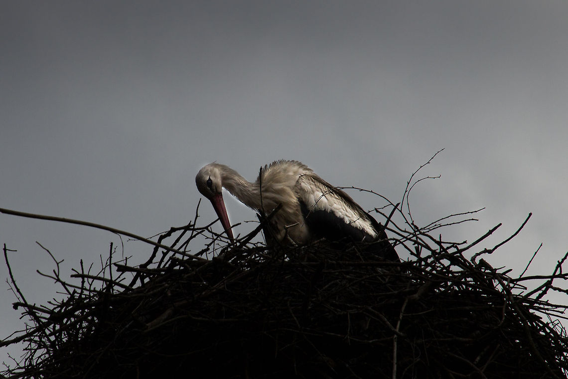 A motherly stork at the end of a loving day An invisible child, hidden in a blanket of life. The last tender care, a last bedtime story. Beekse bergen,Ciconia ciconia,Geotagged,The Netherlands,White Stork