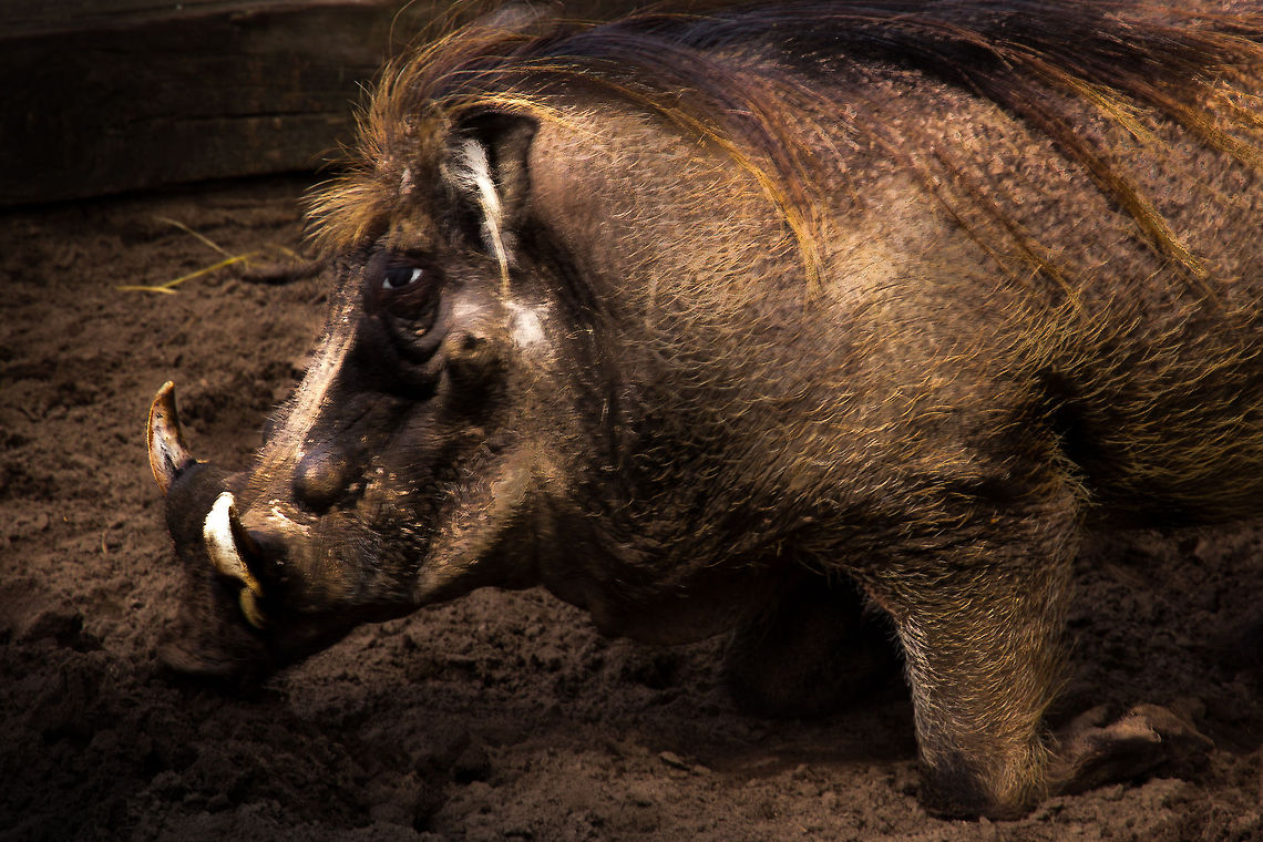 I like dirt and you wonder why It is true, and I can&#039;t deny.<br />
<br />
The only clean thing on me must be my eyes. I can&#039;t get dirt in, my eyes close on reflex. Working on that, snort. <br />
 Geotagged,Phacochoerus africanus,The Netherlands,Warthog