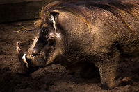I like dirt and you wonder why It is true, and I can't deny.<br />
<br />
The only clean thing on me must be my eyes. I can't get dirt in, my eyes close on reflex. Working on that, snort. <br />
 Geotagged,Phacochoerus africanus,The Netherlands,Warthog
