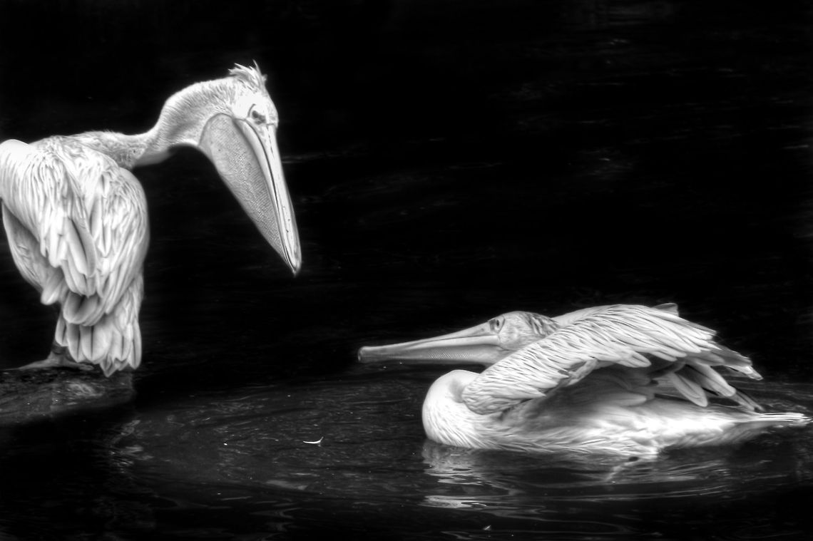 The Pelican Briefing [HDR] I am really disappointed, you know..<br />
<br />
I won't peck at your fish again, I am so sorry. <br />
<br />
(I tried a bit of children's book styling on the pelican shoot) Geotagged,Pelecanus rufescens,Pink-backed Pelican,The Netherlands