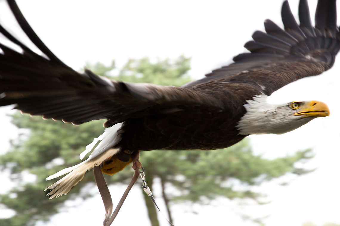 The flying door With an enormous wingspan of 2 to 2.5 meters, this species is nicknamed &#039;the flying door&#039;. Not as sharp as I liked my photo to be, yet the bird seems sharp enough! Bald Eagle,GeotaggedHaliaeetus,The Netherlands,leucocephalus